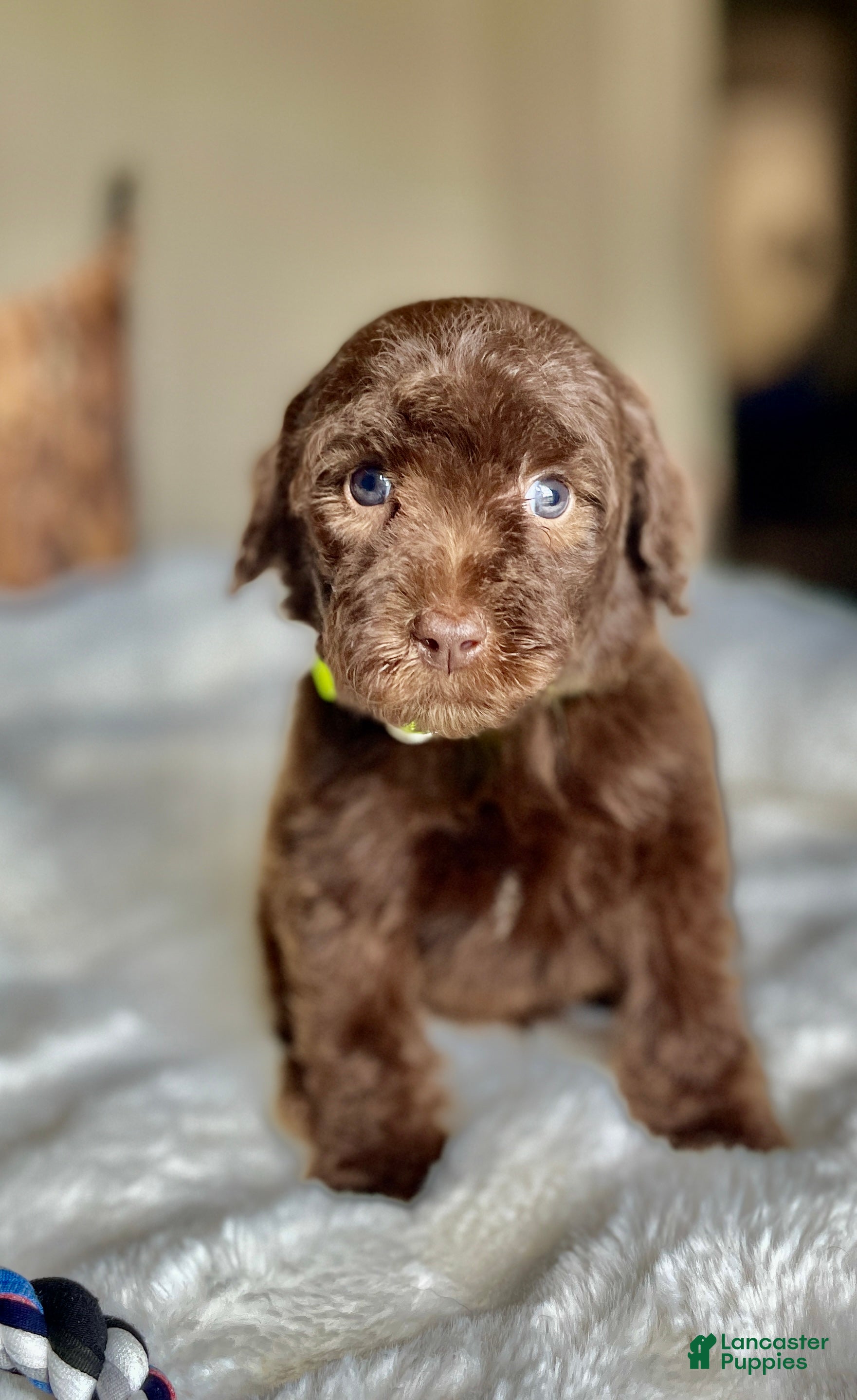 Labradoodle dogs Dex - Ad 2