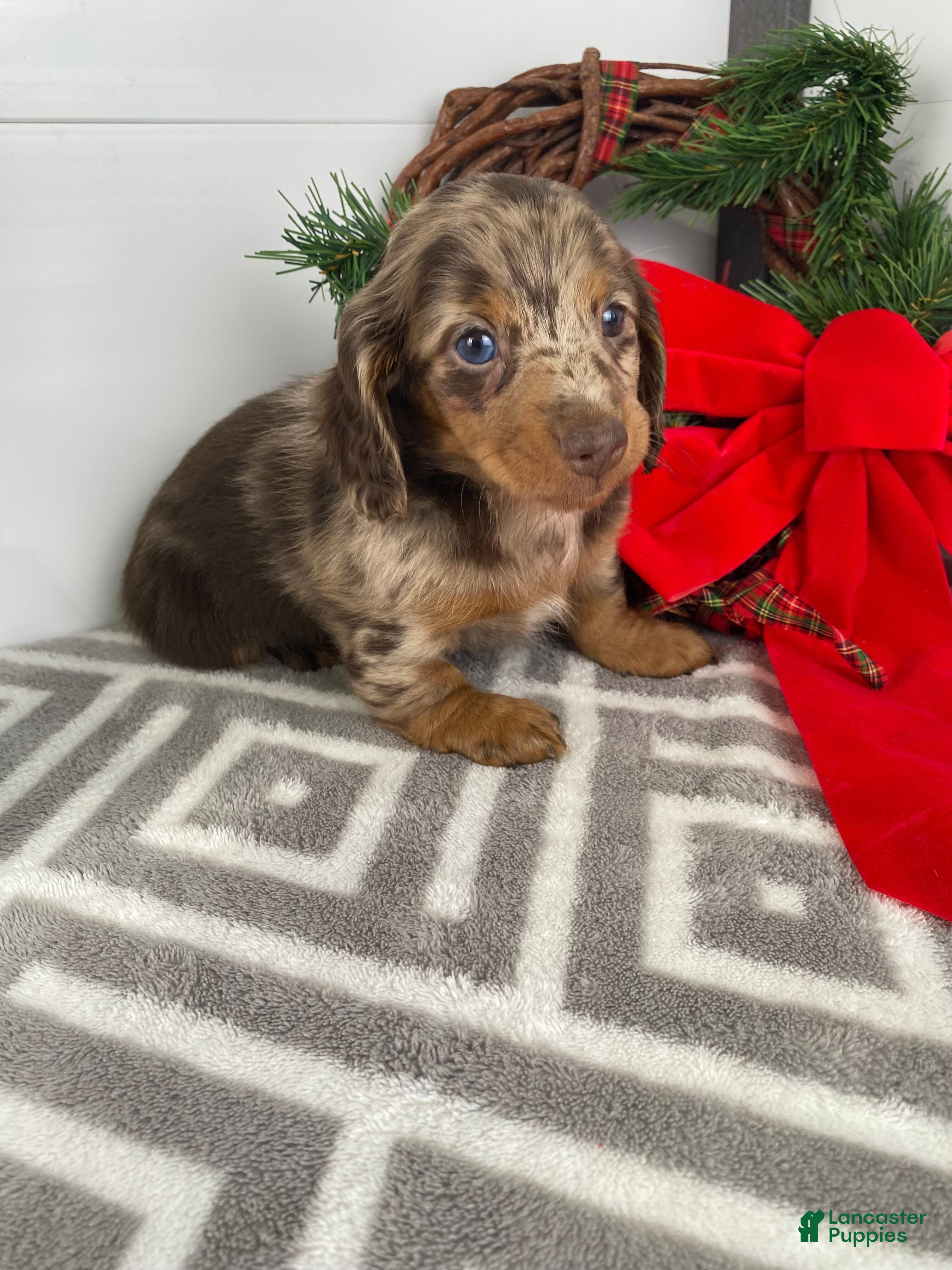 Miniature Dachshund dogs Rosie - Ad 2