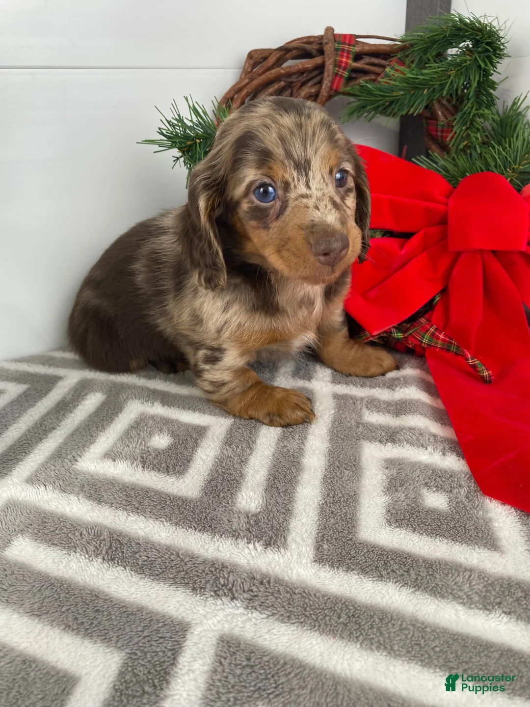 Miniature Dachshund dogs for sale: Rosie - Ad 2