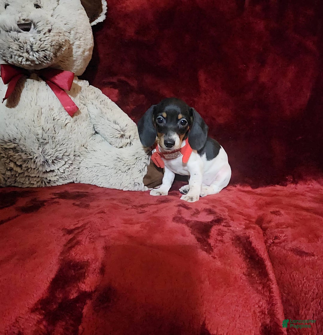 Miniature Dachshund dogs for sale: CHEYENNE - Ad 10