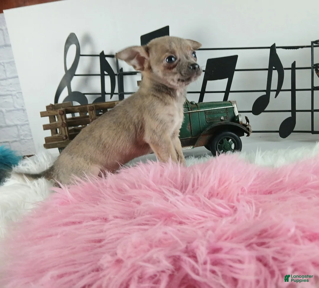 Chihuahua dogs for sale: Sparkles Brindle girl,  Nationwide delivery  - Ad 4