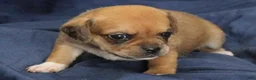 Puggle dogs for sale: Chewy - Ad 30