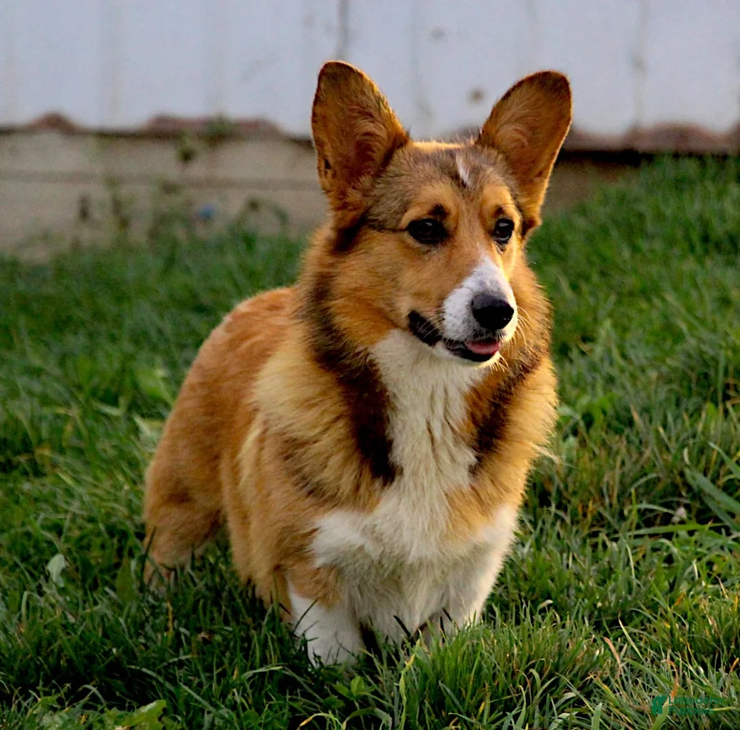 Gallery Image {{count}}