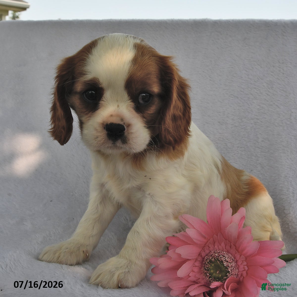 Cavalier King Charles Spaniel dogs Tina  - Ad 2