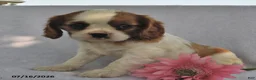 Cavalier King Charles Spaniel dogs for sale: Tina  - Ad 2
