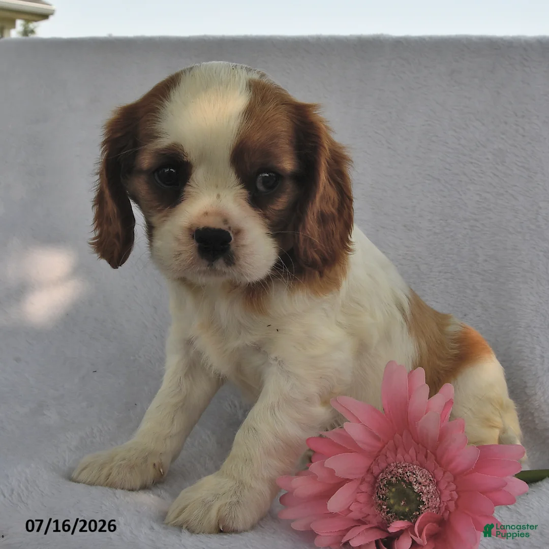 Cavalier King Charles Spaniel dogs for sale: Tina  - Ad 2