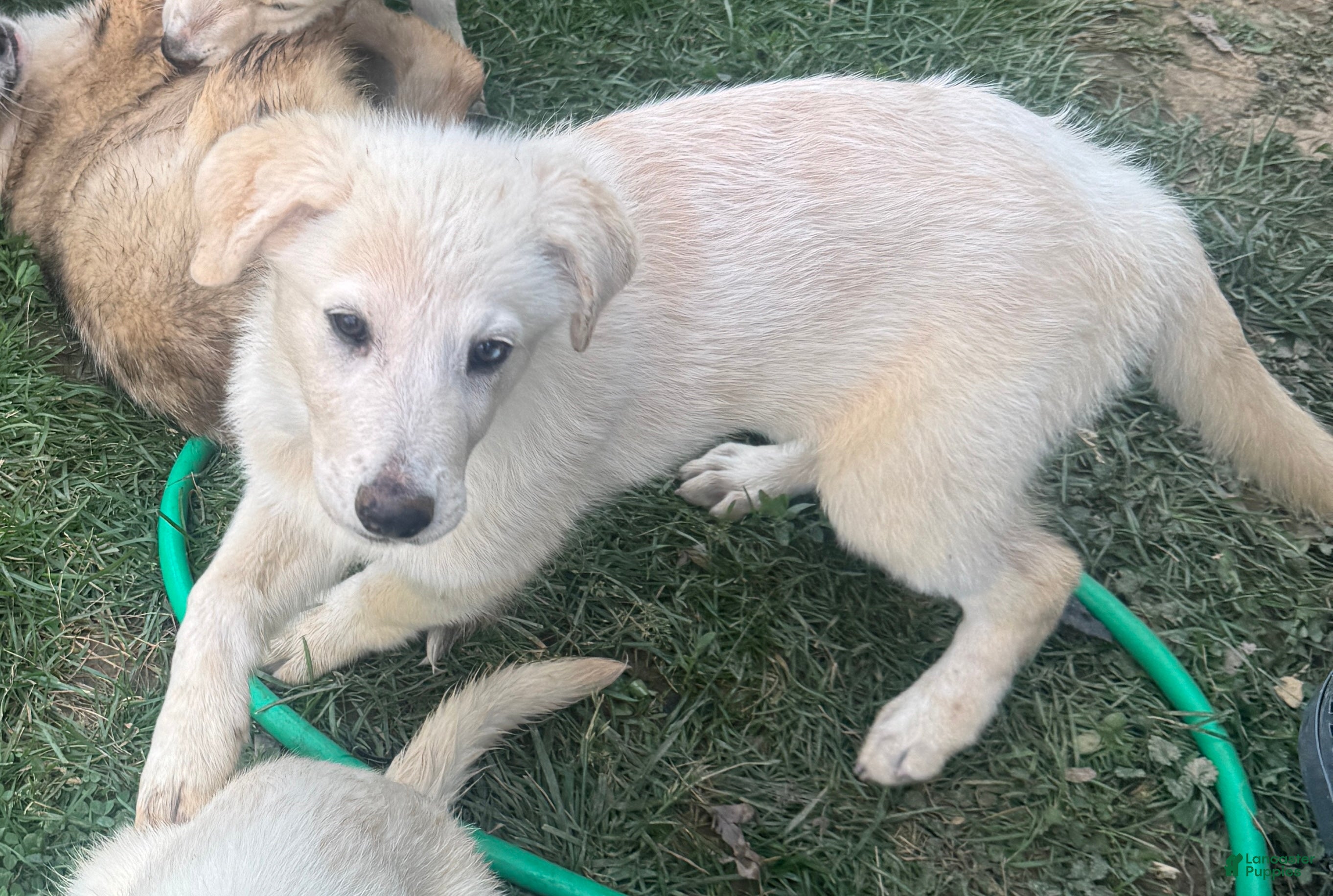 Mixed Breed dogs Mixed Breed Puppy 1 - Ad 30