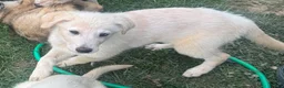 Mixed Breed dogs for sale: Mixed Breed Puppy 1 - Ad 1