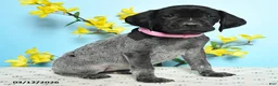 German Shorthaired Pointer dogs for sale: Tess - Ad 3