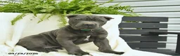 Cane Corso dogs for sale: Dexter  - Ad 2