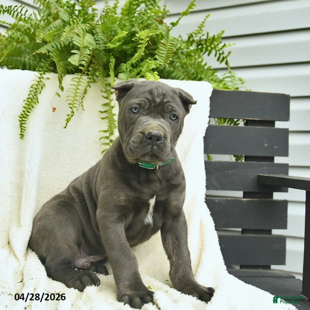 Cane Corso dogs for sale: Dexter  - Ad 2