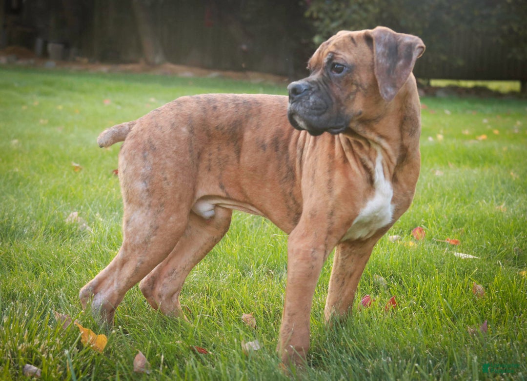 Boxer dogs for sale: Sam - Ad 2