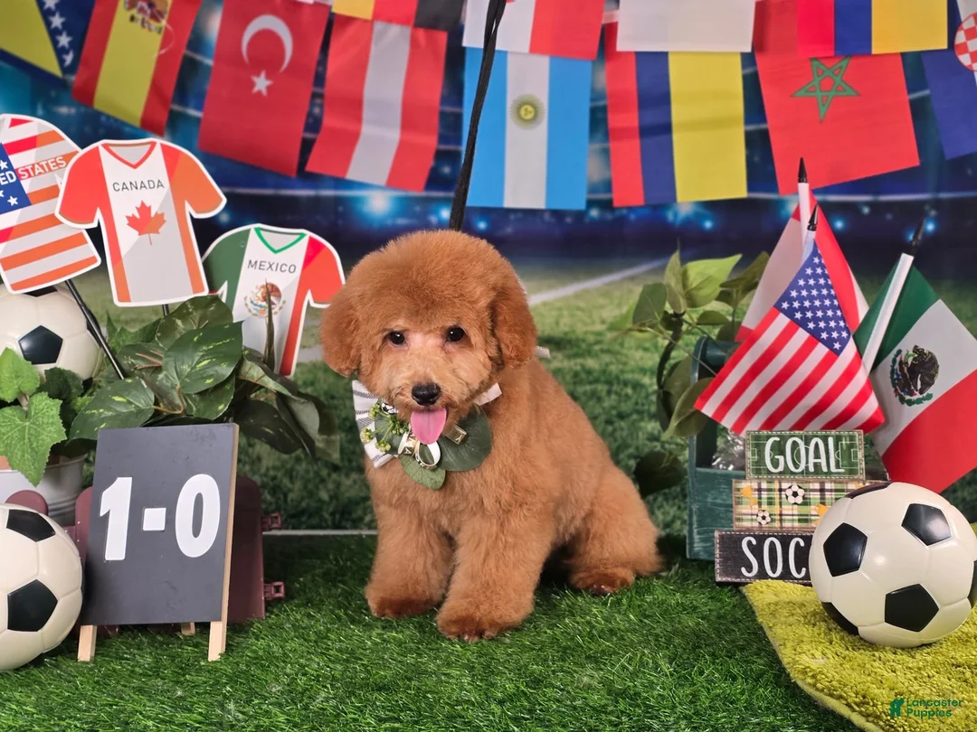 Miniature Poodle dogs for sale: Benny - Potty and Crate Trained🐾 - Ad 1