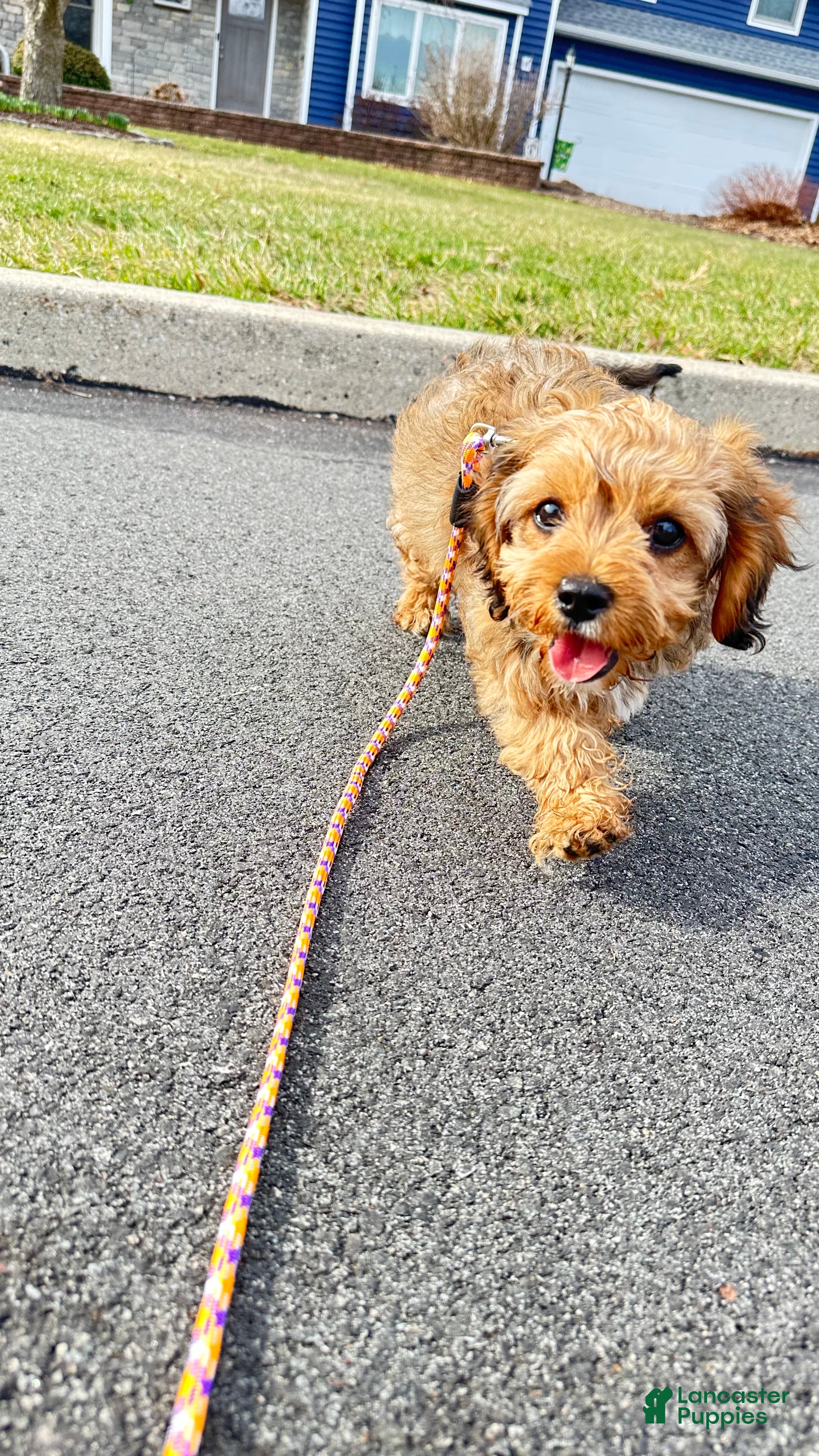 Cavapoo dogs Annie  - Ad 1