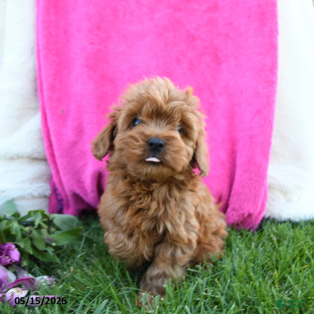 Cavapoo dogs for sale: Fifi - Ad 2