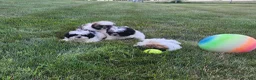 Shih Tzu dogs for sale: Theo - Ad 18