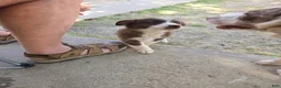 Australian Shepherd dogs for sale: Boesman - Ad 2
