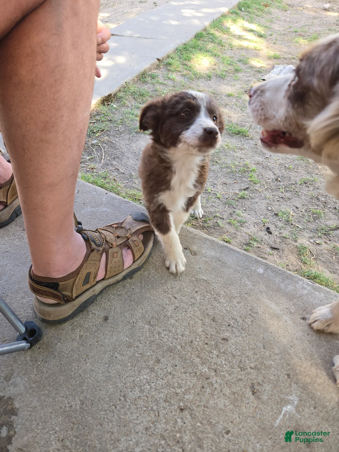 Australian Shepherd dogs for sale: Boesman - Ad 2