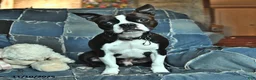 Boston Terrier dogs for sale: Jack  - Ad 5