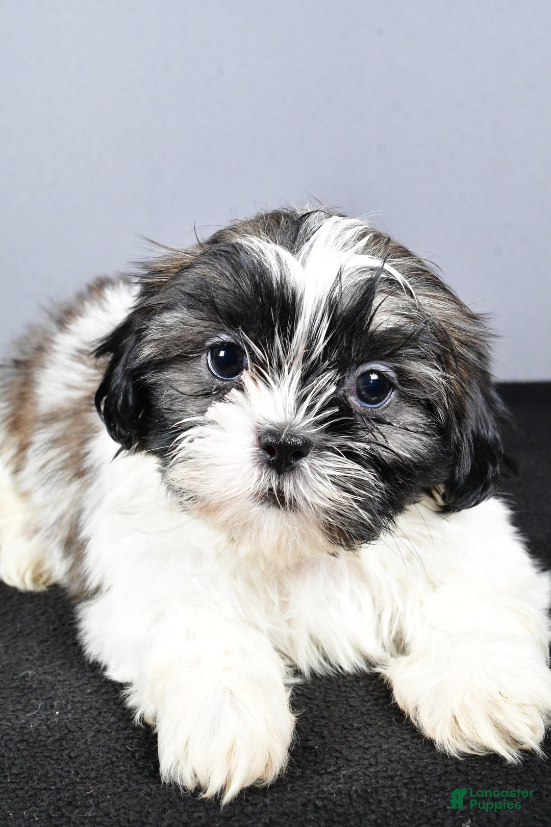 Shih Tzu dogs for sale: Lexi - Ad 3