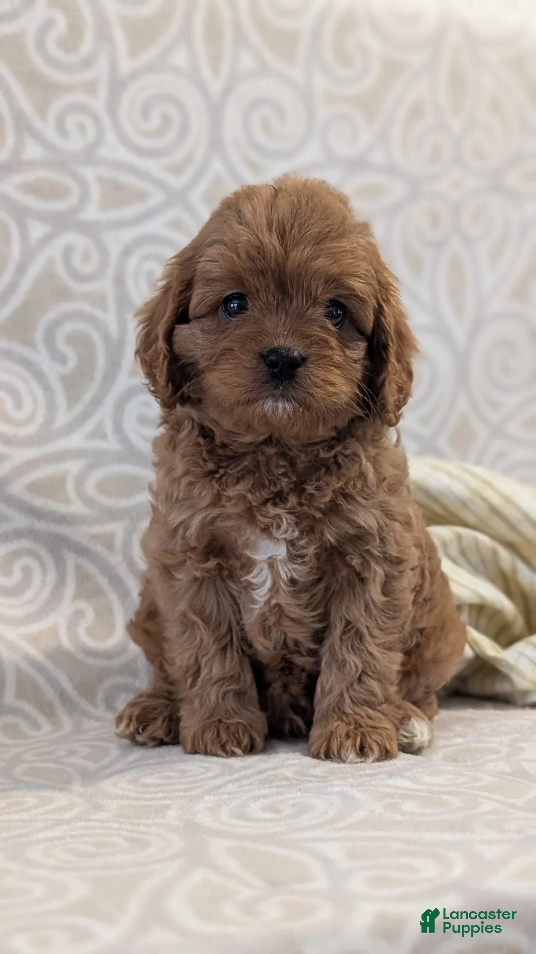 Cavapoo dogs for sale: Teddy - Ad 2