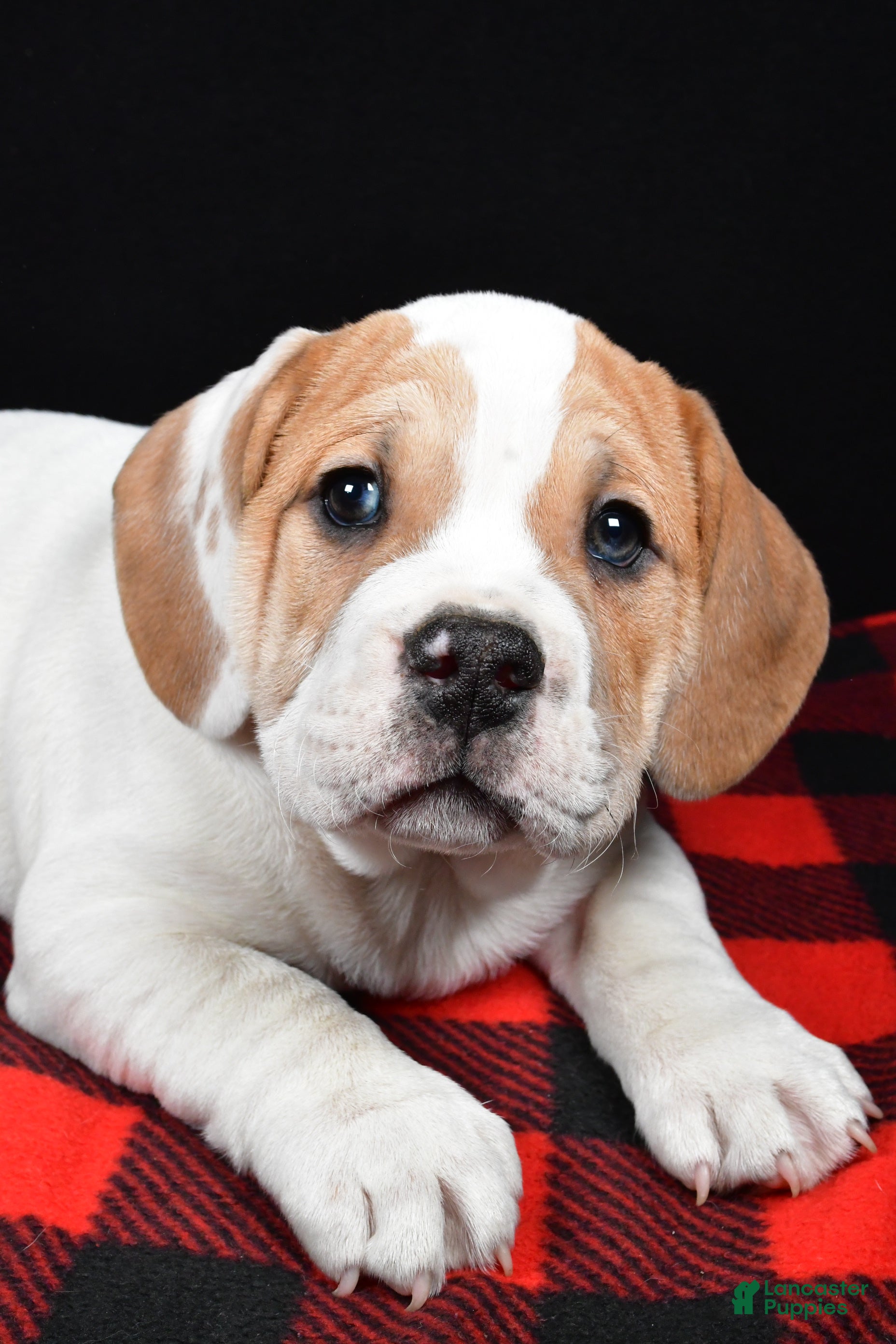 Beabull dogs Lincoln - Ad 2