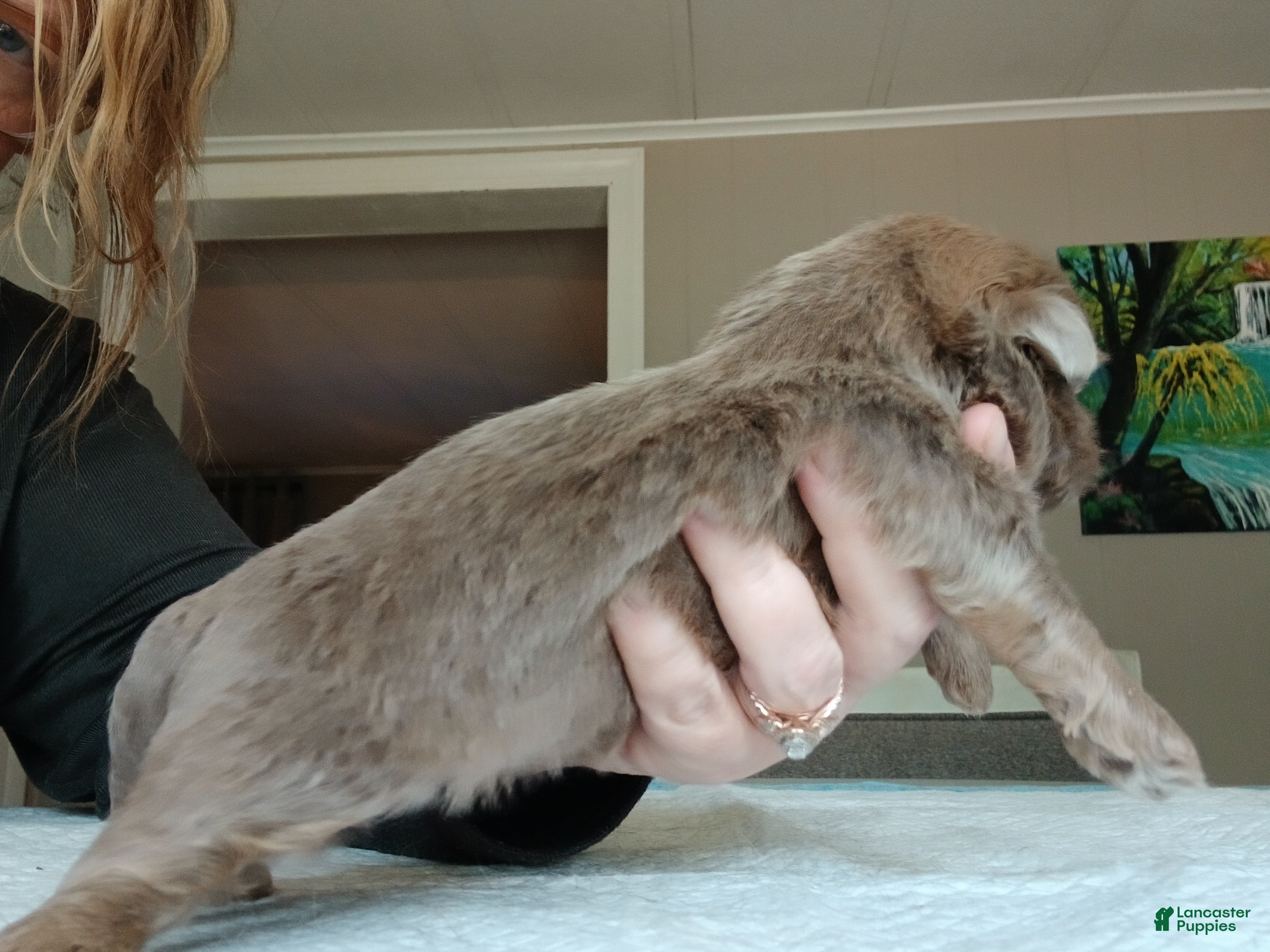 Shih Tzu dogs Shih Tzu Puppy 2 - Ad 2