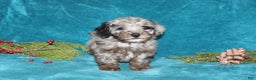 Miniature Poodle dogs for sale: Cuddles - Ad 5