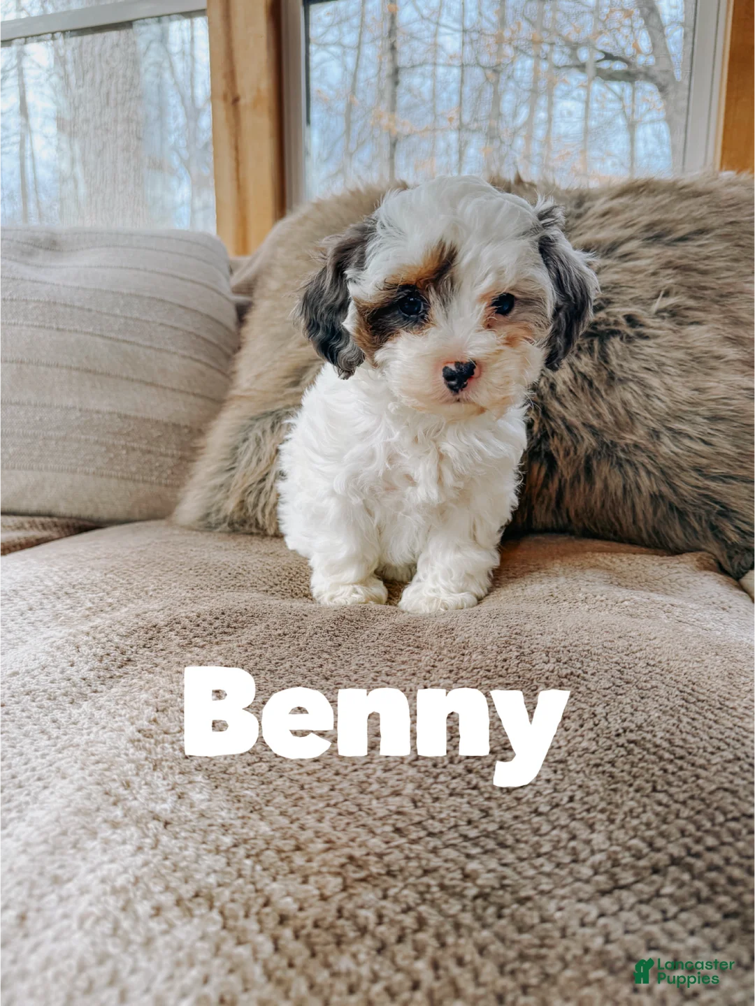 Cavapoo dogs for sale: Benny - Ad 2