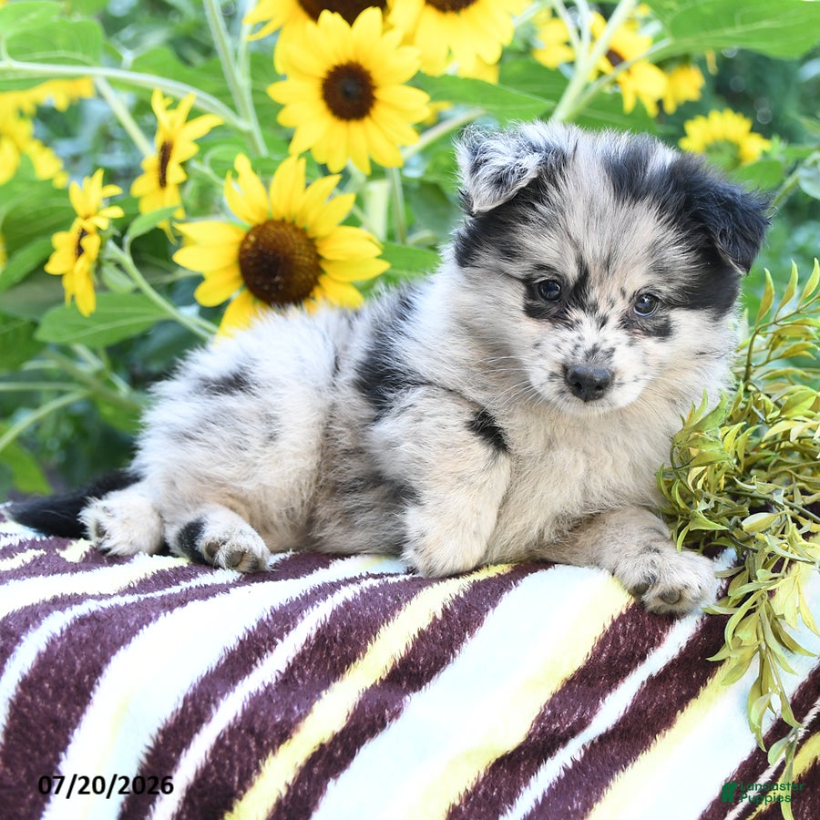 Pomsky dogs Abigail - Ad 2