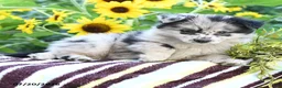 Pomsky dogs for sale: Abigail - Ad 2