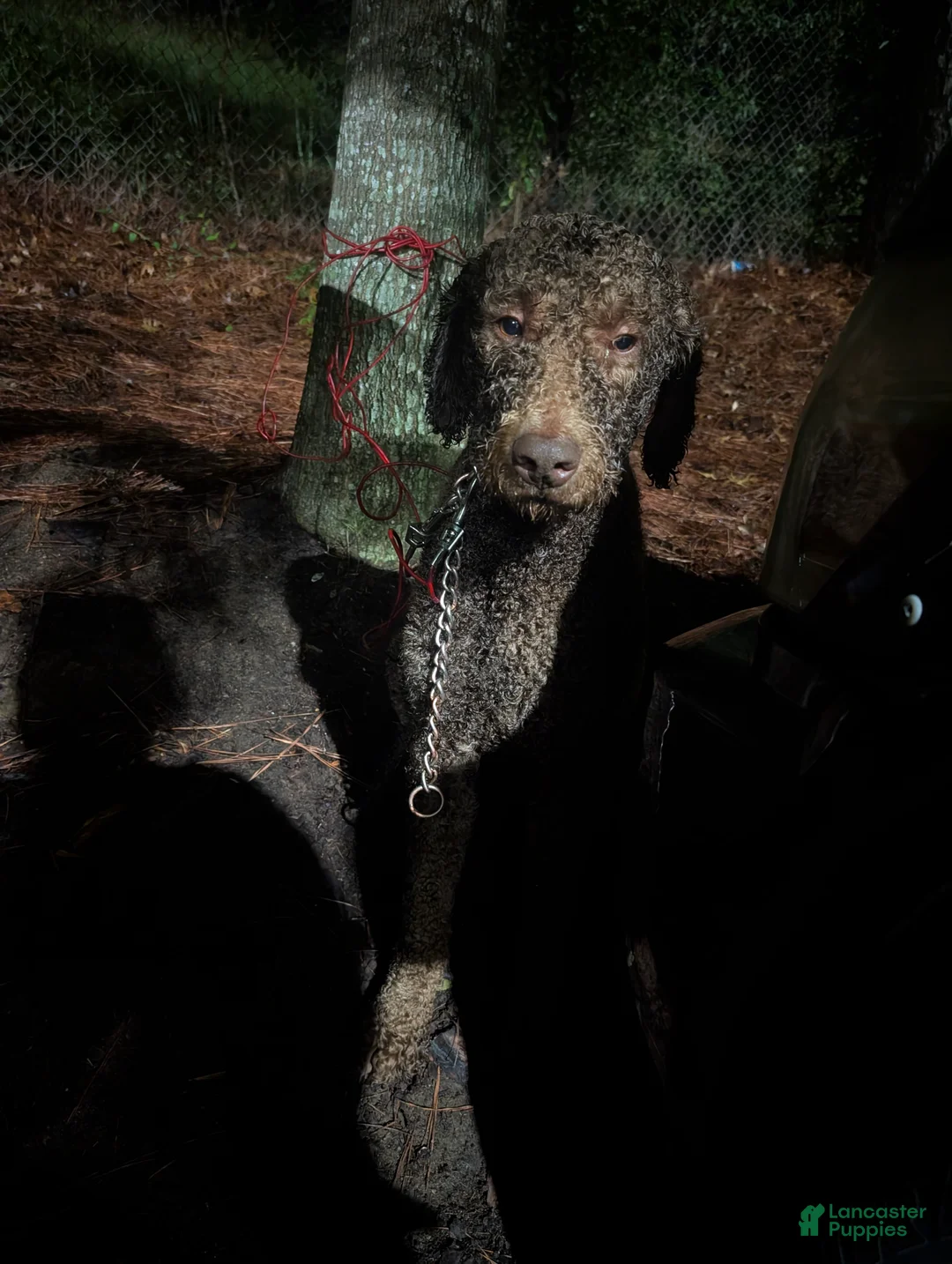 Standard Poodle dogs for sale: Standard Poodle Puppy 1 - Ad 6