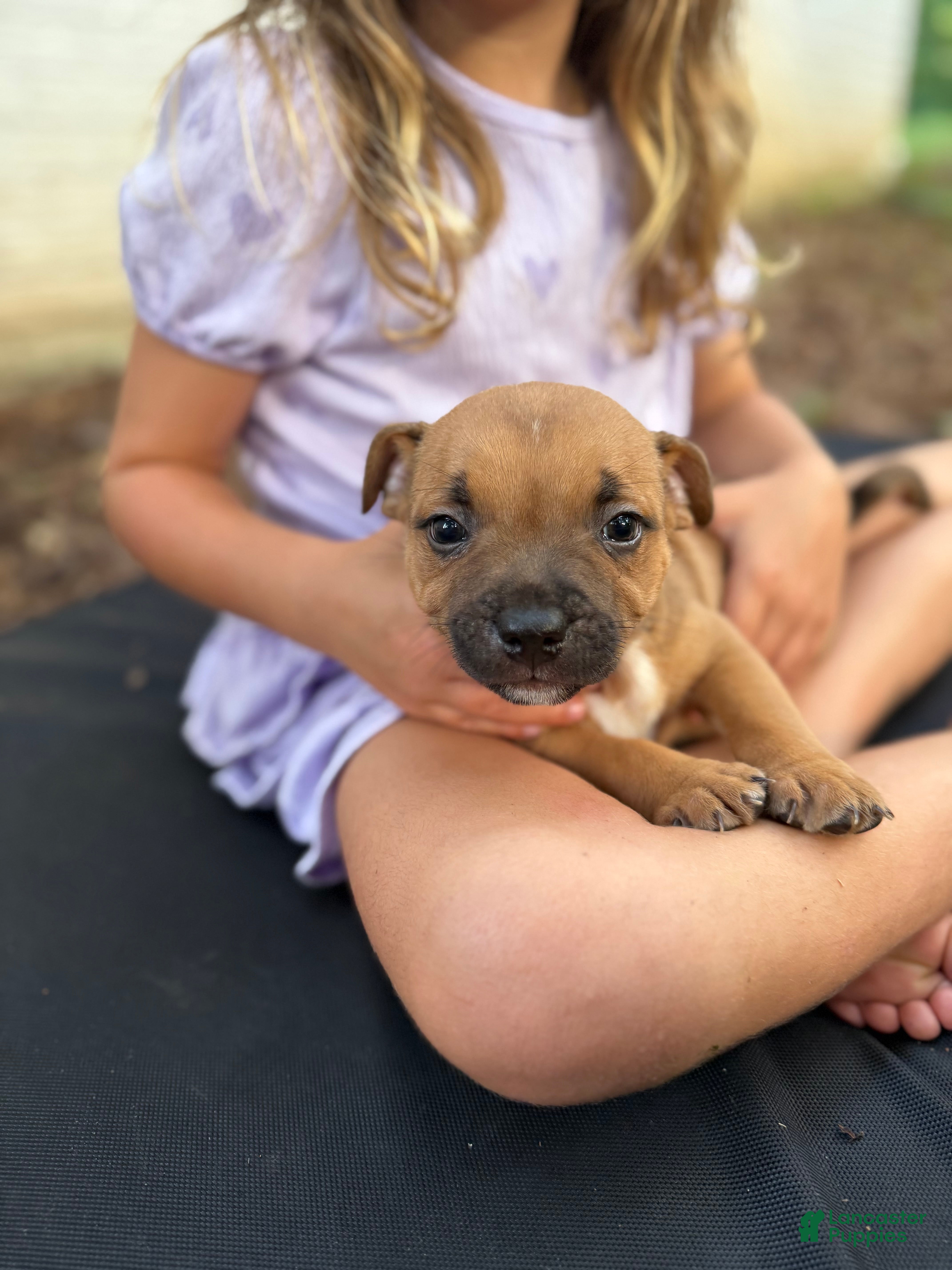 Staffordshire Bull Terrier dogs Staffordshire Bull Terrier 4 - Ad 1