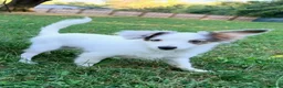 Mixed Breed dogs for sale: PopTart - Ad 4