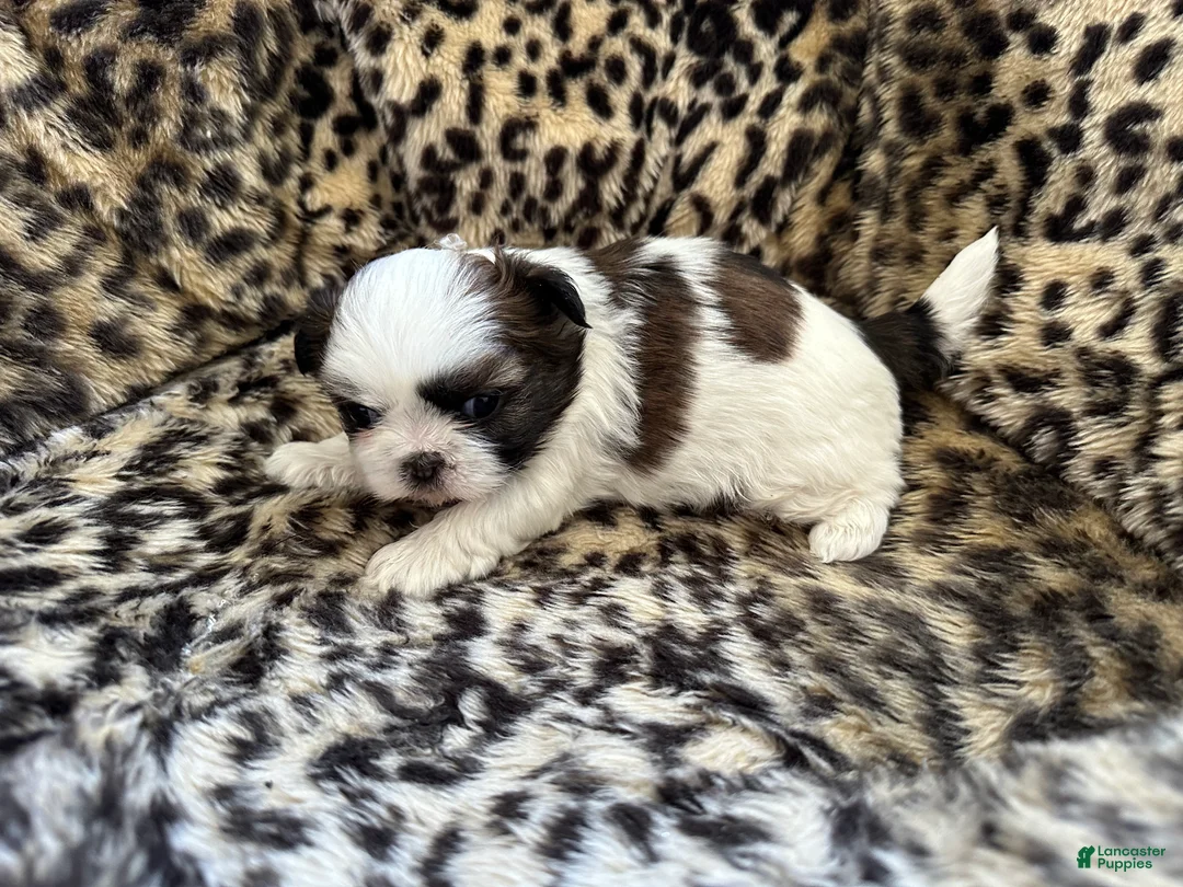Shih Tzu dogs for sale: Shih Tzu Puppy 2 - Ad 2