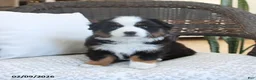 Miniature Australian Shepherd dogs for sale: Felix - Ad 4