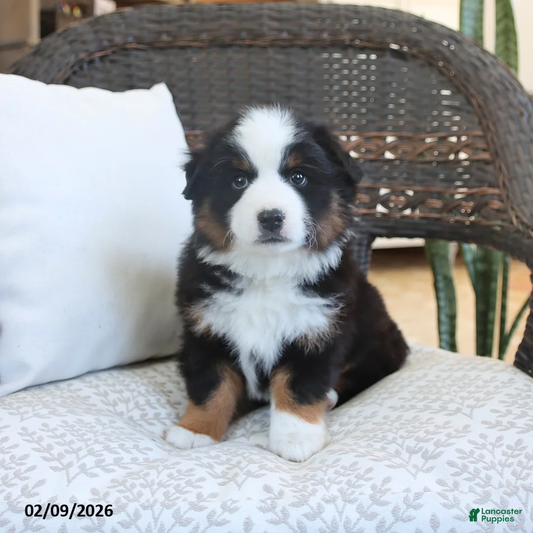 Miniature Australian Shepherd dogs for sale: Felix - Ad 4