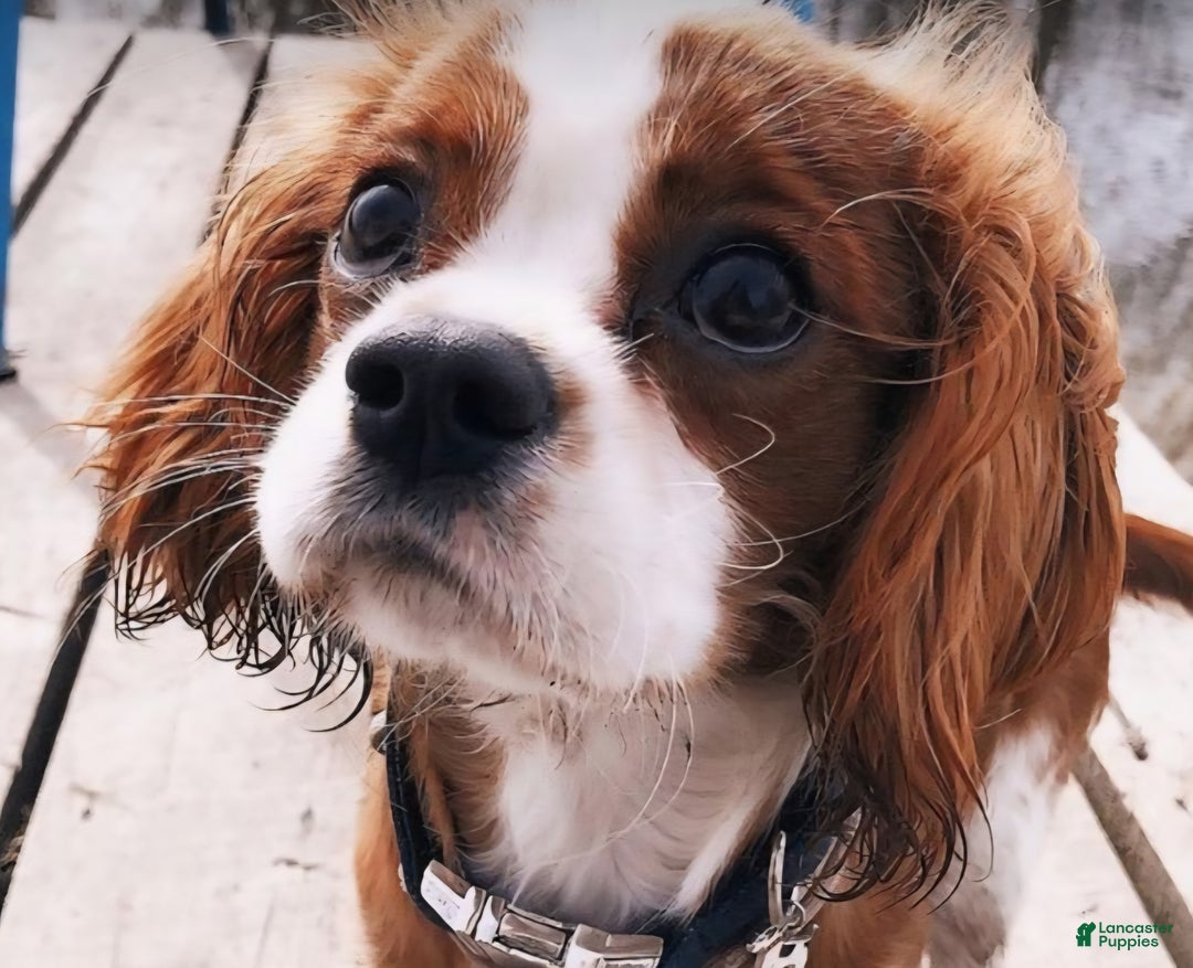 Cavapoo dogs for sale: Tiny Tim - Ad 5