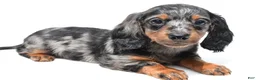 Miniature Dachshund dogs for sale: Khloe  - Ad 3