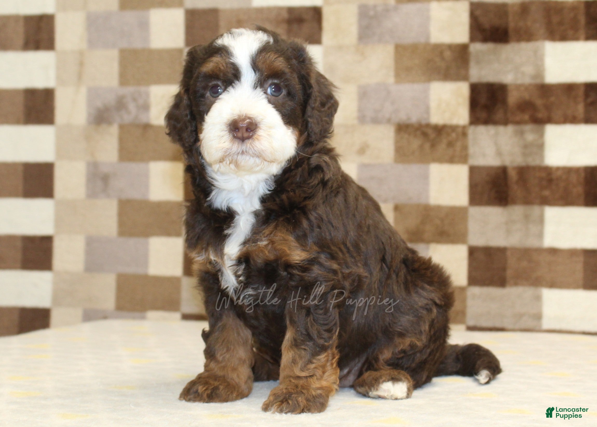 Mini Bernedoodle dogs Haley - Ad 25