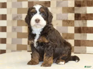 Mini Bernedoodle dogs Haley - Ad 25