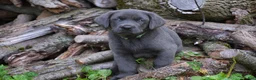 Labrador Retriever dogs for sale: King - Ad 4