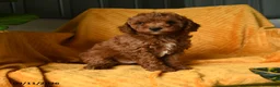 Cavapoo dogs for sale: Crouton - Ad 4
