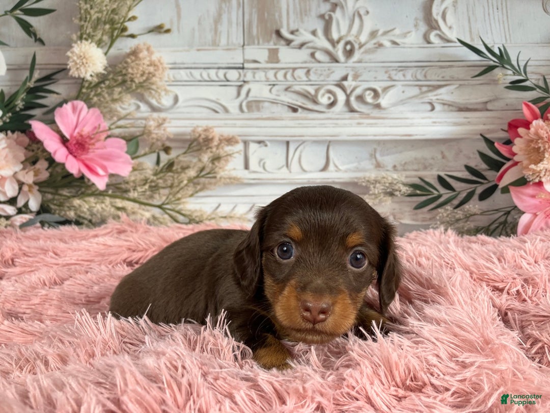 Miniature Dachshund dogs for sale: AKC-Porter - Ad 8