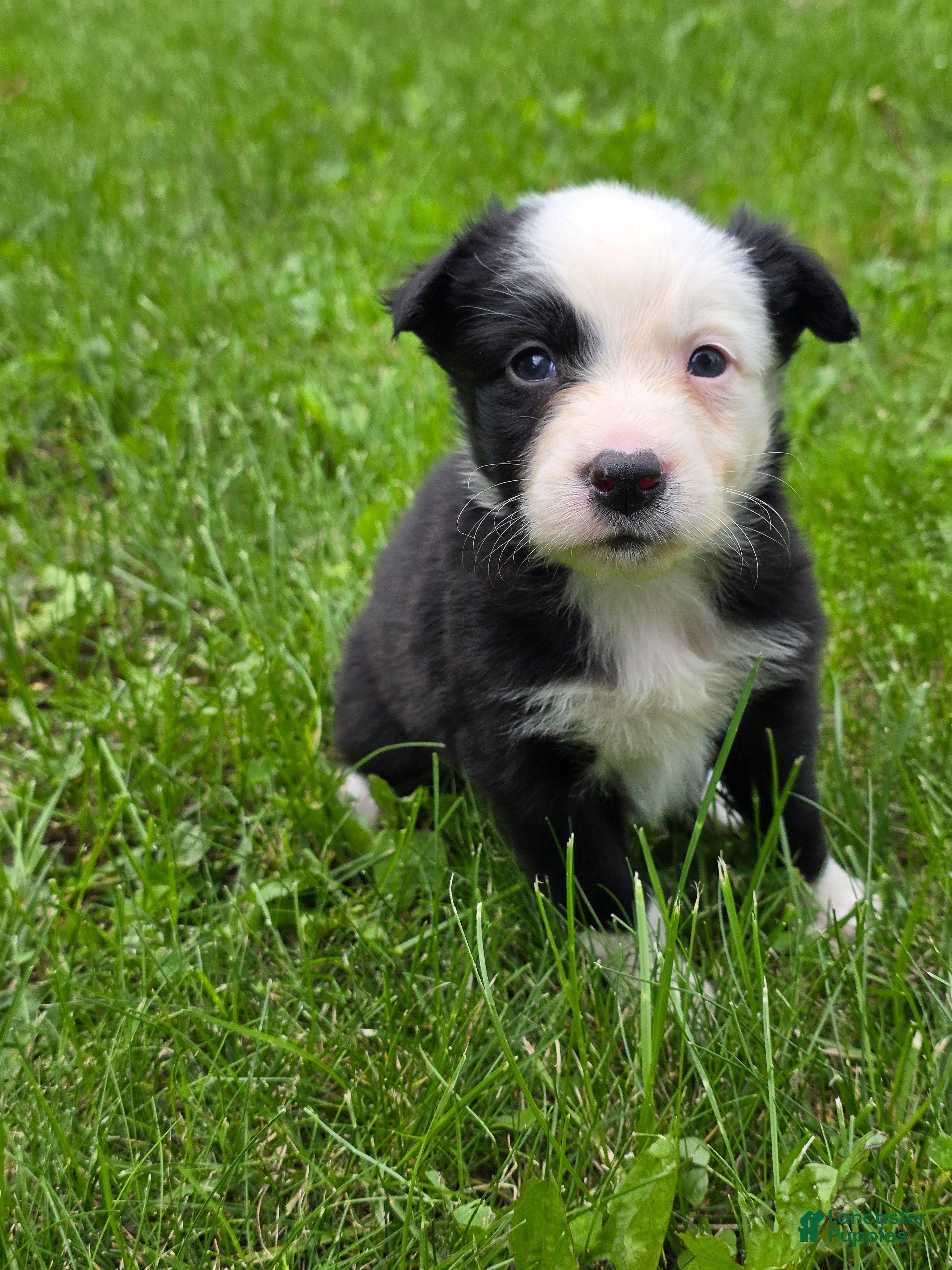 Border Collie dogs Gemma - Ad 42