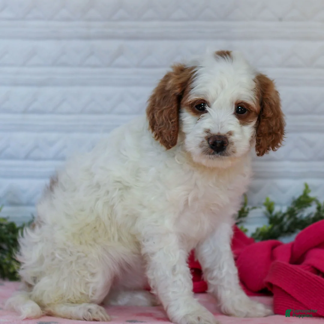 Mini Goldendoodle dogs for sale: Josie  - Ad 3