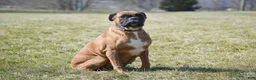 Boxer dogs for sale: Caramel - Ad 6