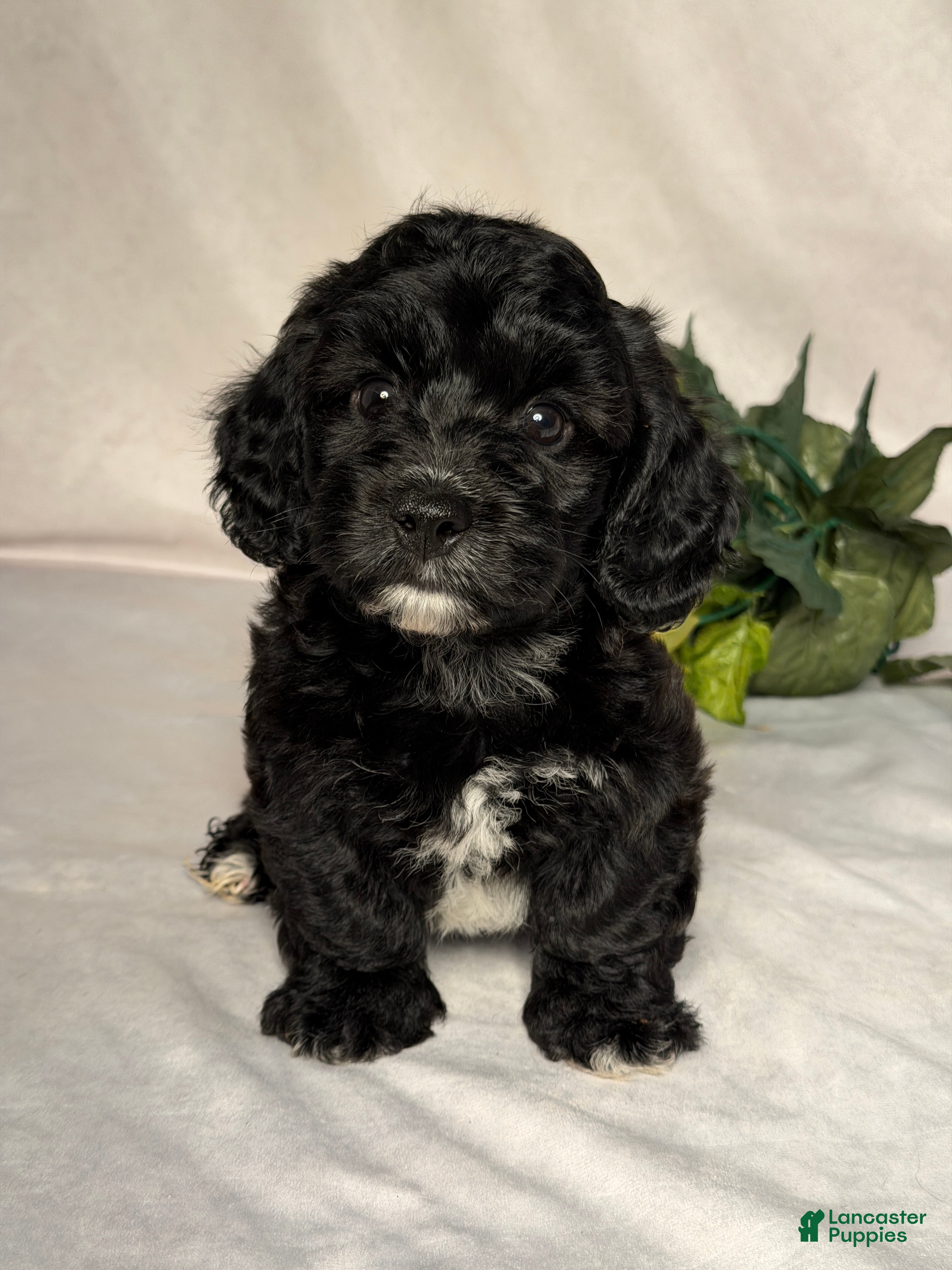 Mixed Breed dogs Cole - Ad 1