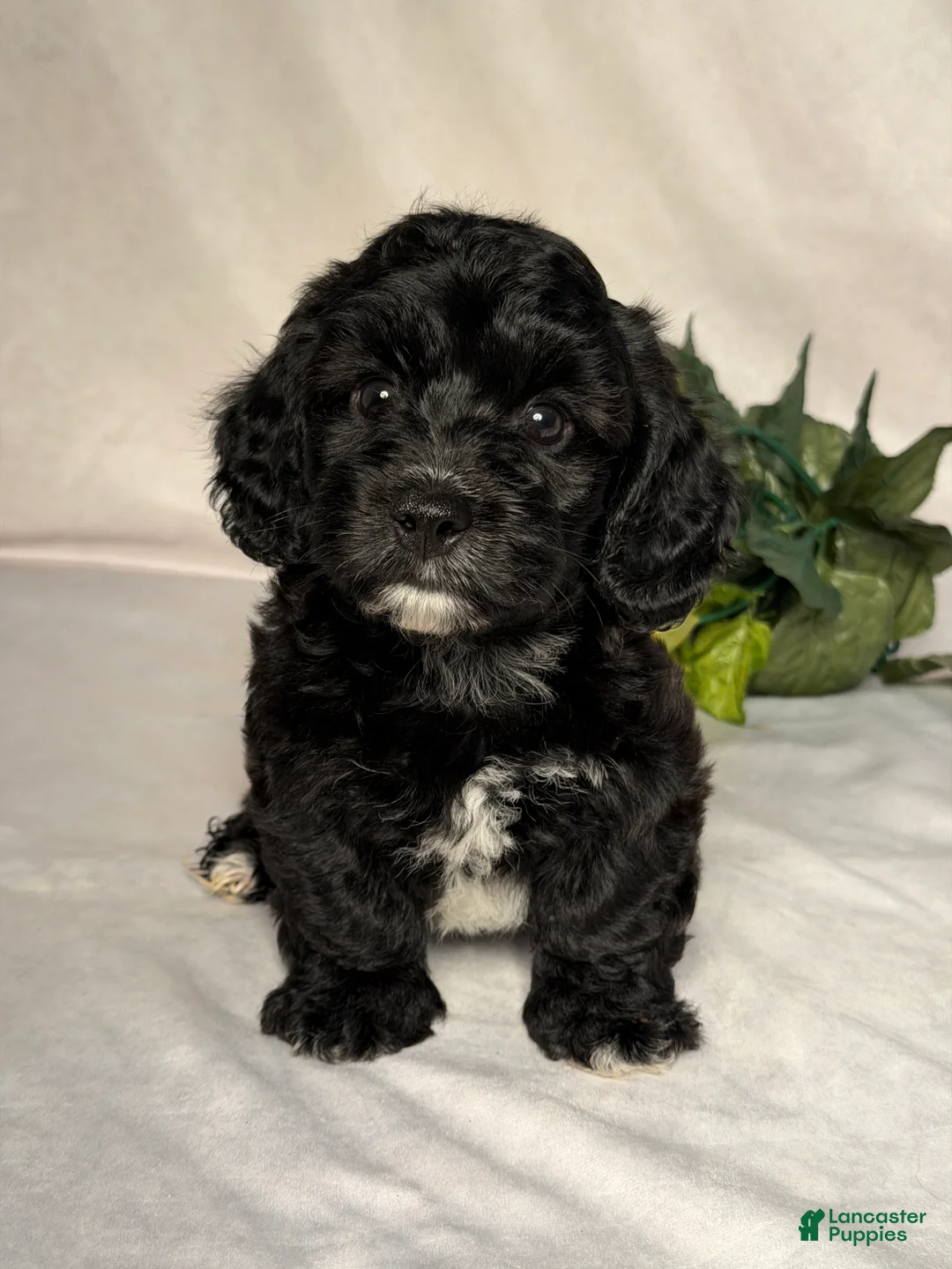 Mixed Breed dogs for sale: Cole - Ad 1