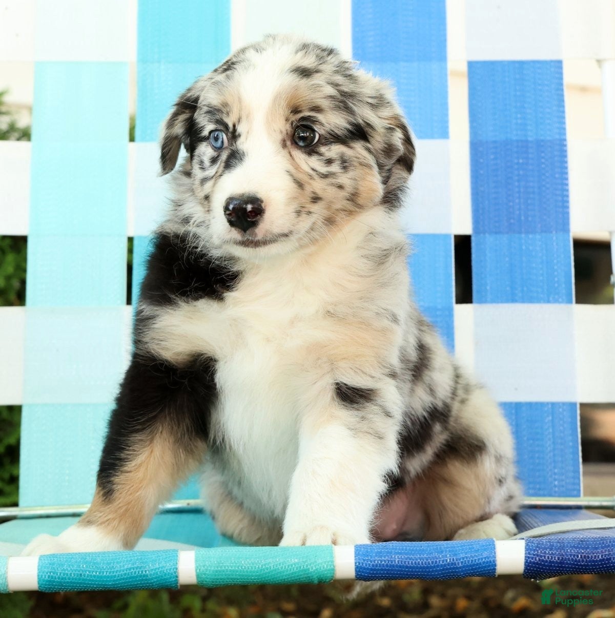 Australian Shepherd dogs for sale: Flower - Ad 7